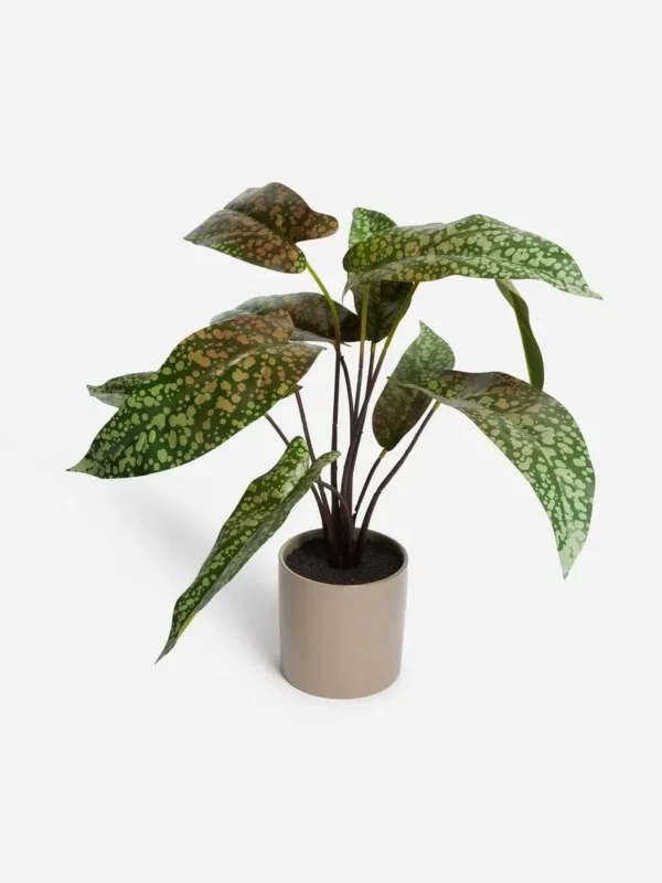 Vaso de Plantas "Jet Home Large Snow Bagonia Potted Plant" - Image 2